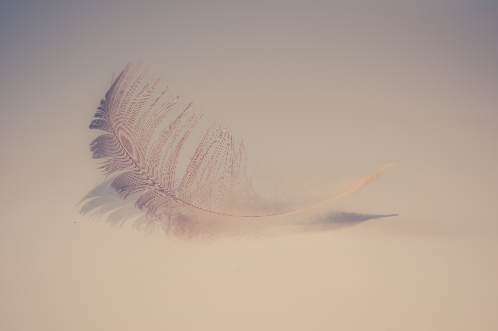 feather-2947022_1920